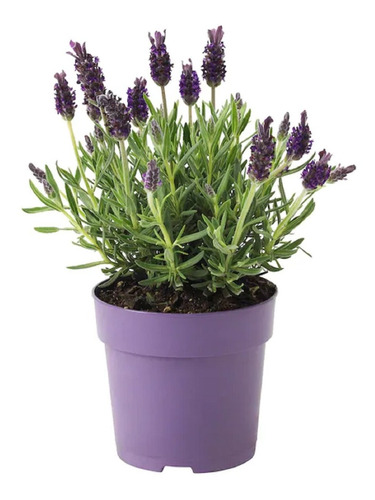 Lavanda (50 Semillas)