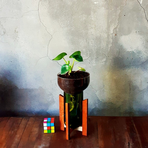 Peperomia Cuchara Little Plant 27 Con Soporte