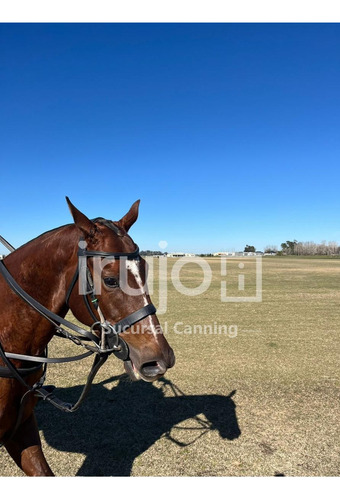 Terreno En Chacras De La Trinidad - Venta Chacra - Cañuelas / Chacras De La Trinidad - Zona De Polo