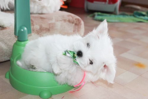 Cachorros Bichon Maltes Raza Pequeña Para Departamento