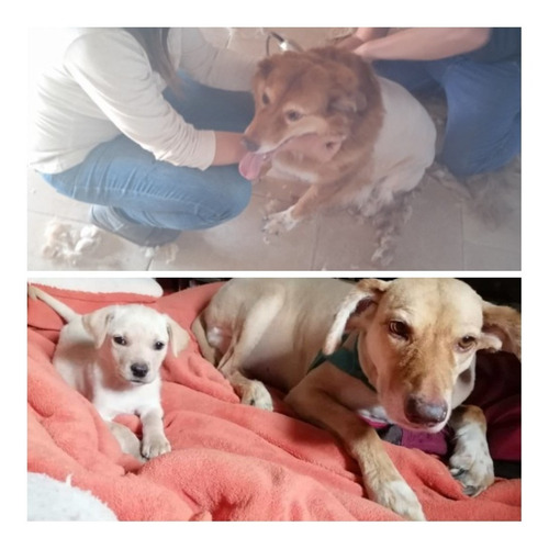 Imagen 6 de 10 de Peluqueria Canina Esquilas