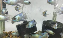 Comprar Peces Ciclidos Acara Blue Electric 8 Cm.