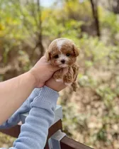 Comprar Cachorros Maltipoo Tacita De Te