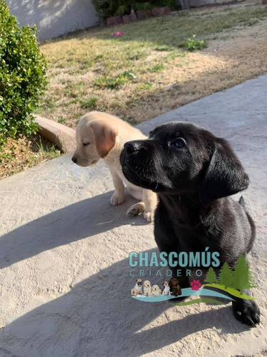 Labrador Negro Unicos Genetica Unica Criadero Chascomús