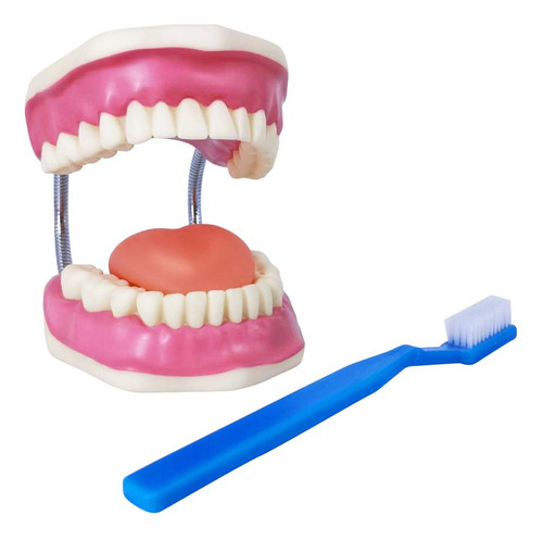 Modelo De Dientes De Demostración Con Cepillo Dental