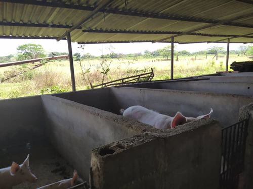 Imagen 4 de 20 de Granja De Gallinas Ponedoras Valencia Edo Carabobo