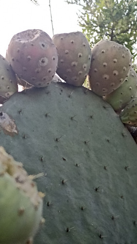 3 Pencas De Nopal Xoconostle, 3 Varidades Distintas, Lc