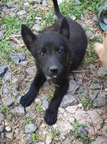 Cachorros Pastor Belga Malinois Leonados Y Negros