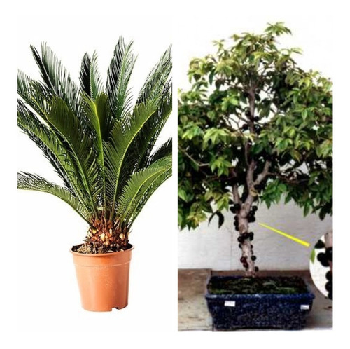 Cica Grande + Jabuticaba Hibrida ( Mudas )