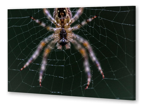 Cuadro 60x90cm Tarantula Araña Spider Insecto Wild P1