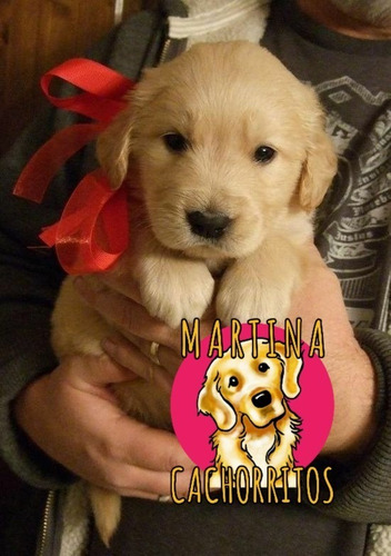 Golden Hembritas Divinas - Martina Cachorritos En Argentina