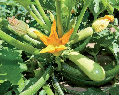 Imagen 2 de 5 de Semillas Zucchini Zapallito Alargado X Sobre Huerta En Casa