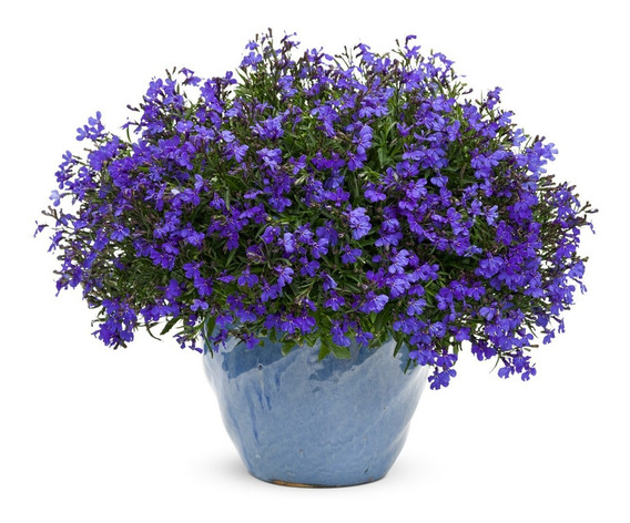 100 Sementes De Lobélia Azul P/ Mudas Flores Jardim E Vaso | MercadoLivre