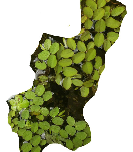 Salvinia - Planta Acuática