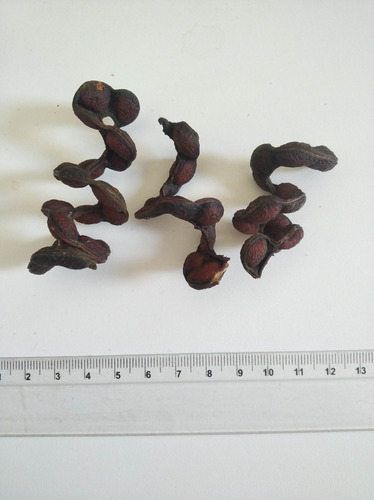 20 Sementes De Arapiraca (piptadenia Piteolobim)