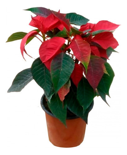 Planta Flor Amarilis Roja