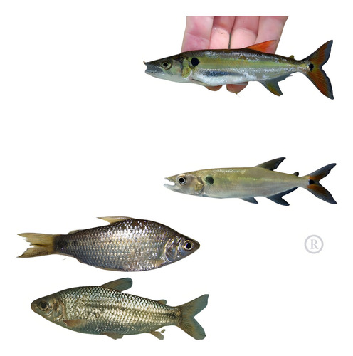 Rede Para Pesca Malha 3 (3cm Entre Nós) Fio 030 30 Metros