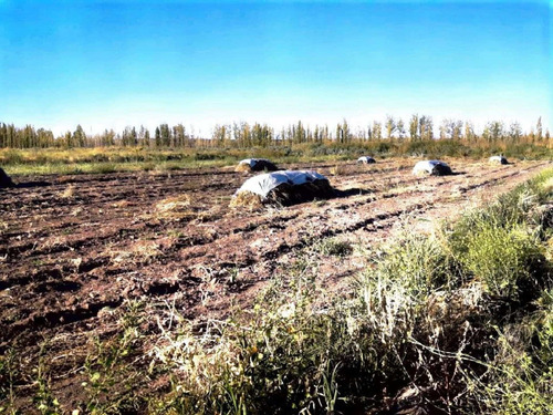 Imagen 8 de 14 de Chacra De 25 Hectáreas En 25 De Mayo - La Pampa