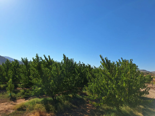 Venta De Campo Agrícola En Sagrada Familia 72.387-cam