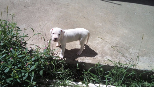 Filhotes De Dogo Argentino