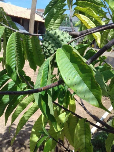 Imagem 5 de 26 de Chácara 1000m2, Casa Sede Com 150m2, 3 Dormitórios Sendo Todas Suítes, Cozinha Americana Planejada, Árvores Frutíferas, Quintal, Jardim, 5 Vagas - Ch00226 - 70709150
