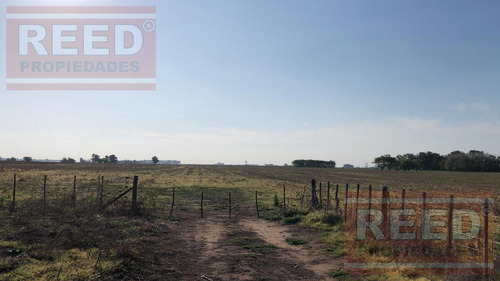 Campo - Saladillo