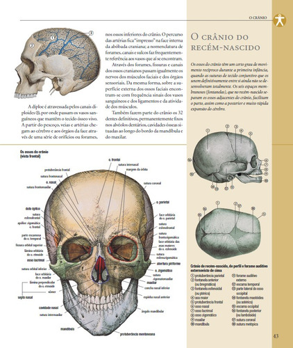 Atlas Ilustrado De Anatomia, De Adriana Rigutti., Vol. 1. Editorial Girassol, Capa Dura, Edição 2 Em Espanhol, 2024