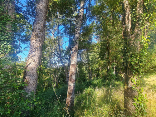 Exclusiva Parcela 5.100 M2 En Loteo Doña Inés, Valdivia