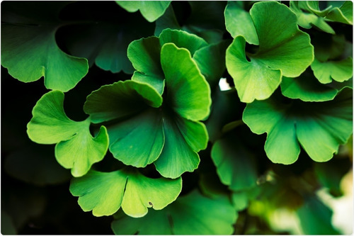 Imagen 2 de 4 de Árbol Sagrado, Ginkgo Biloba L. 20lts