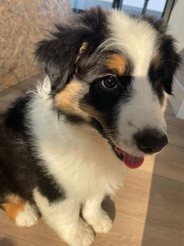 Pastor Australiano, Cachorra Casi Tres Meses En Arequipa