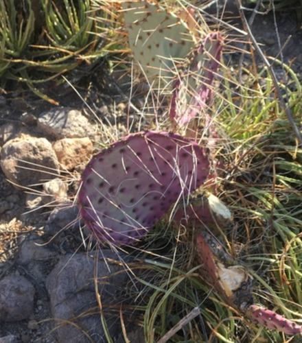 Opuntia Gosselinina, Nopal Morado, Nv