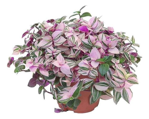 Tradescantia Rosa Flores Mas Semillas