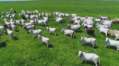 Imagem 28 de 30 de Fazenda 632 Alqueires, Dupla Apetidão, 74% De Aproveitamento, 427 Alqueires Em Lavoura, 40 Alqueires Em Pecuária, Topografia Plana, Casa Sede - Fa00031 - 69832504