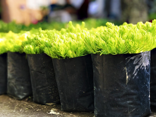 01 Kg Bolsa Para Vivero Perforada Diversas Medidas