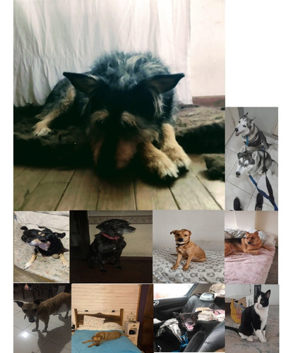 Imagen 7 de 10 de Traslado De Mascotas Transporte De Mascotas Taxi Remis Caba