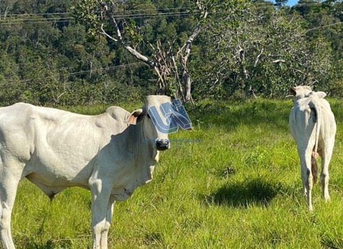Imagem 2 de 8 de Fazenda Com 109 Tarefas Em Alagoinhas - Bahia - Afd079 - 71005485