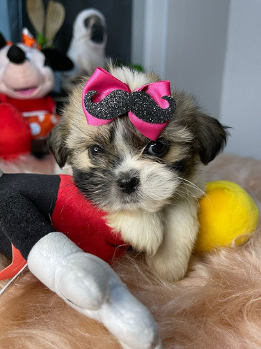 Lindissima Filhote Shihtzu Branco