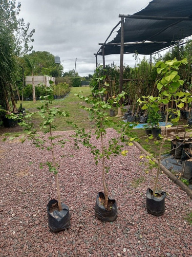 Imagen 4 de 10 de Arbol Ginkgo Biloba Excelente - Viverohabilitado X Senasa