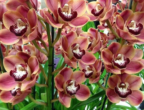 300 Semillas De Orquídea Cymbidium + Instructivo