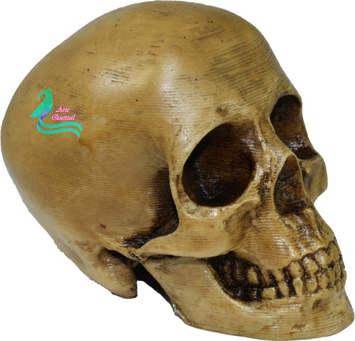 Cráneo Humano De Resina, Mandíbula Fija, Para Escuela 