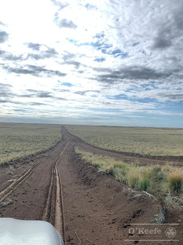 Campo De Cría/recría 74.000 Has. Para 8800 Madres, Armado En Mendoza