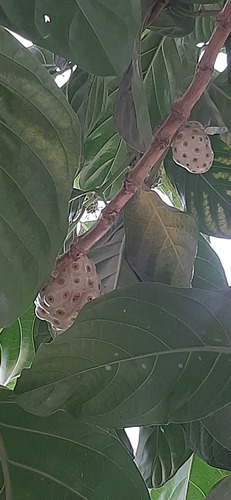 Semillas De Noni, Seeds, Morinda Citrifolia, Fruta Del Paraí