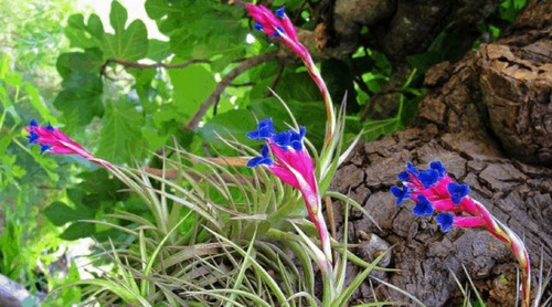 4 Mudas De Bromélia Tillandsia Aeranthos - Flor Roxa E Anil | MercadoLivre