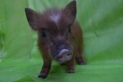 Mini Pig