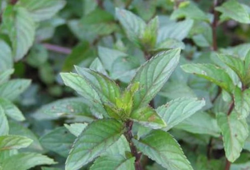 150 Semillas De Menta  Piperata + Instructivo