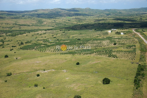 Campo Apto Fraccionamiento Con Plantación De Olivos Y Fábrica De Aceite De Oliva Muy Acreditado- Ref: 12801