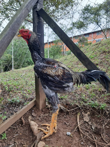 Indio Gigante Puro Ovos 12un. Frete Grátis