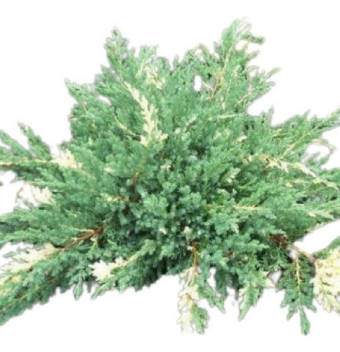 Juniperus Chinensis Expansa Variegata