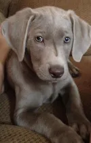 Comprar Weimaraner Día Mundial De Los Juegos By Masqueen Ok