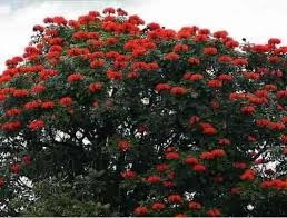 Ipê Vermelho Flores Plantas Árvores 500 Sementes P Mudas | Parcelamento sem  juros